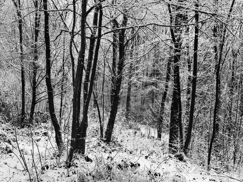 Piccole Dolomiti, Prima neve nel bosco (2010)