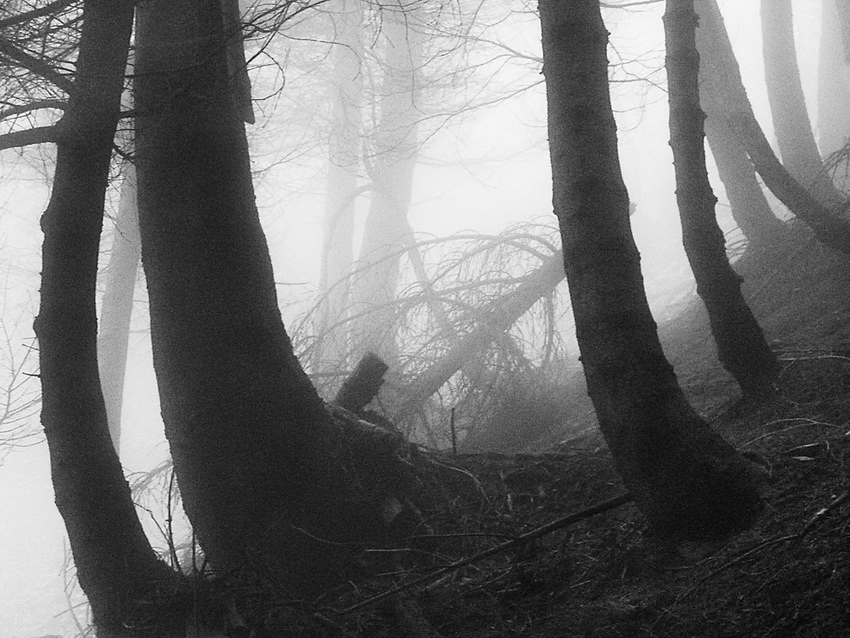 Piccole Dolomiti, Nebbia nel bosco (2013)